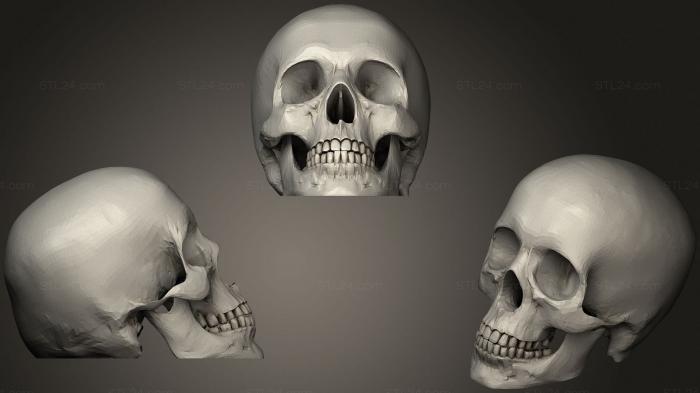 Anatomy of skeletons and skulls (Ысгдд, ANTM_1384) 3D models for cnc
